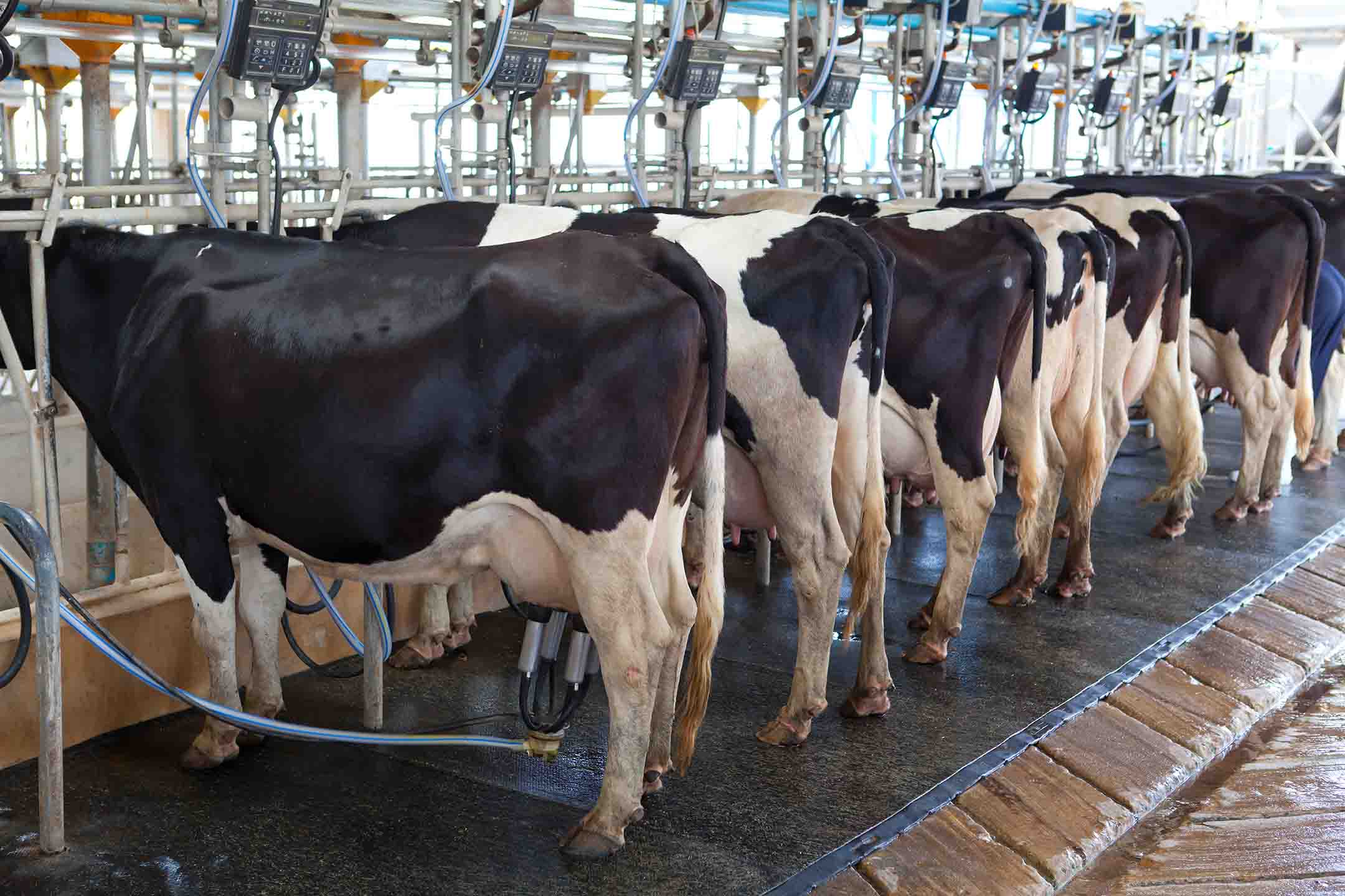 cows in a clean parlor